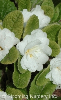 Primula vulgaris 'Dawn Ansell'                    
